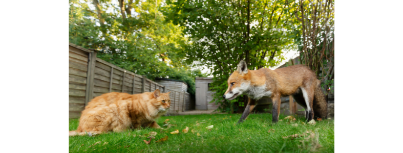 Cat and fox meet face to face