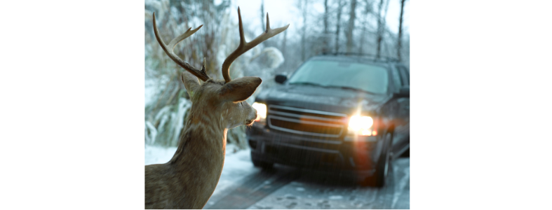 deer in car headlights