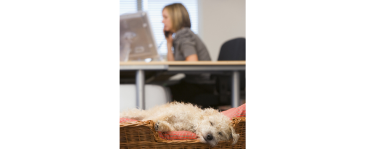 Dog sleeping in an office