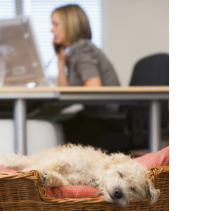 Dog sleeping in an office
